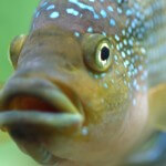 fish fish