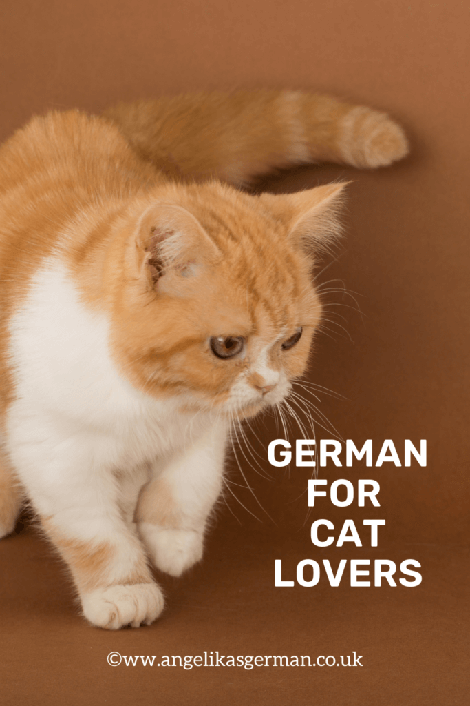 German for cat lovers
